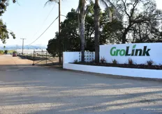 Grolink Plant Company in Oxnard. At this location, ANthura, Prudac, Berger, Florist, Royal Van Zante, Schoneveld, Evanthia, Suntory and ABZ Seeds were showcasing their varieties and products.